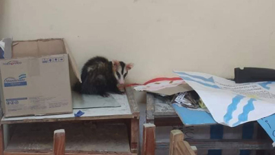 Insólito hallazgo: encontraron una comadreja en el cuarto oscuro