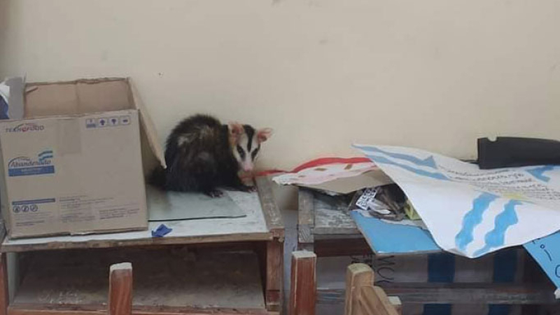 Insólito hallazgo: encontraron una comadreja en el cuarto oscuro