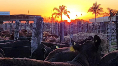 Postales de una jornada con lo mejor de la ganadería del norte 