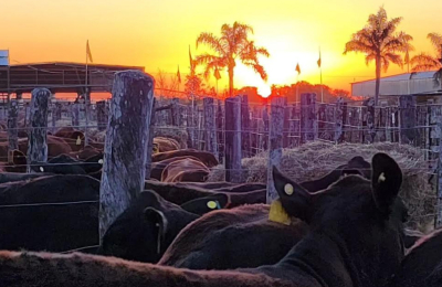 Postales de una jornada con lo mejor de la ganadería del norte