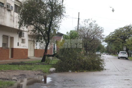 caida de arboles 2.jfif