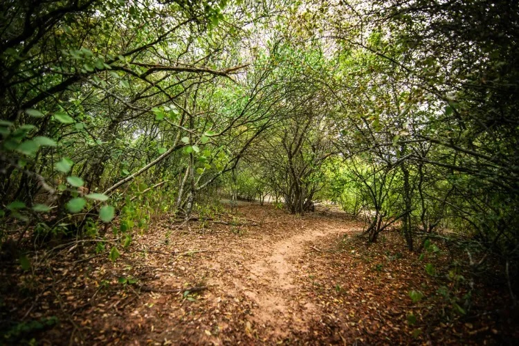 eco monte chaqueño ambiente.jpg