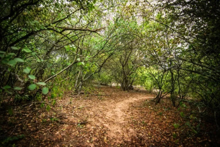 eco monte chaqueño ambiente.jpg