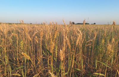 Se agrava la situación agrícola en tiempos de cosecha y ante la escasez de insumos
