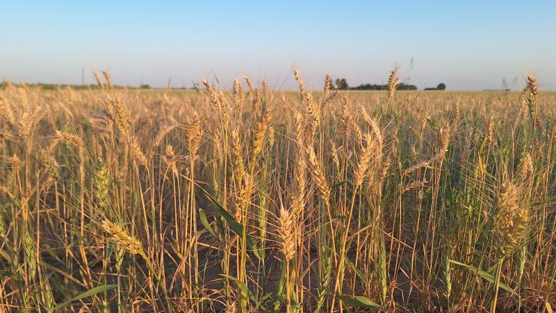 Se agrava la situación agrícola en tiempos de cosecha y ante la escasez de insumos