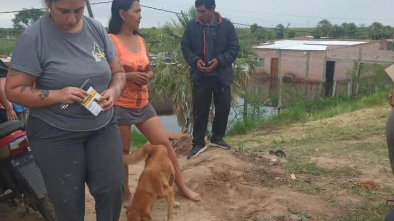 Veterinarios piden un gesto por animales trasladados