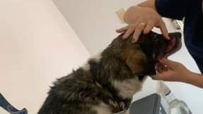 Huellas Caninas apela nuevamente a la colaboración de toda la comunidad perruna
