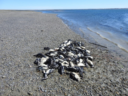 sta cruz pinguinos redes2.jpg