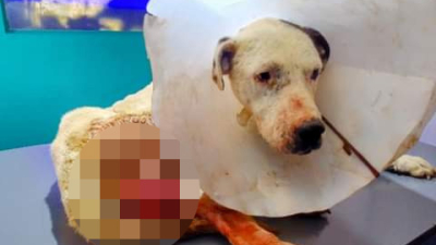 Huellas Caninas llama a colaborar para salvar a un viejito callejero