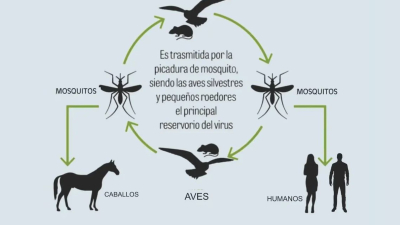 Explican cómo se transmite el virus equino que ya afectó a un hombre  
