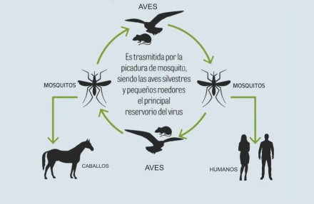 Encefalitis.equina.EEO.jpg