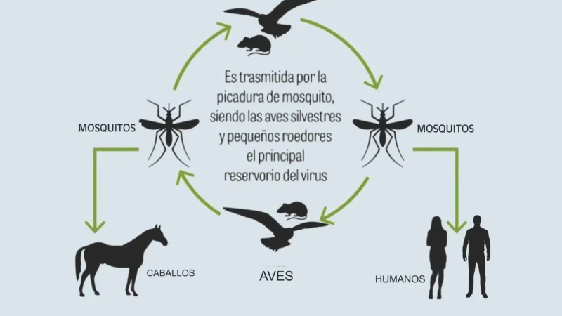 Explican cómo se transmite el virus equino que ya afectó a un hombre  