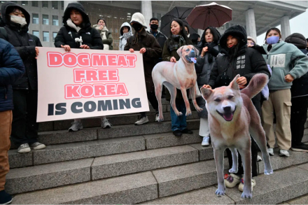 korea-dogmeat.jpg