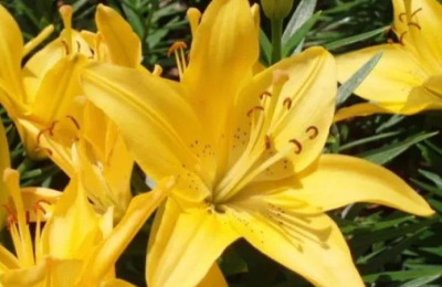 Prohíben el ingreso del lirio amarillo en Corrientes