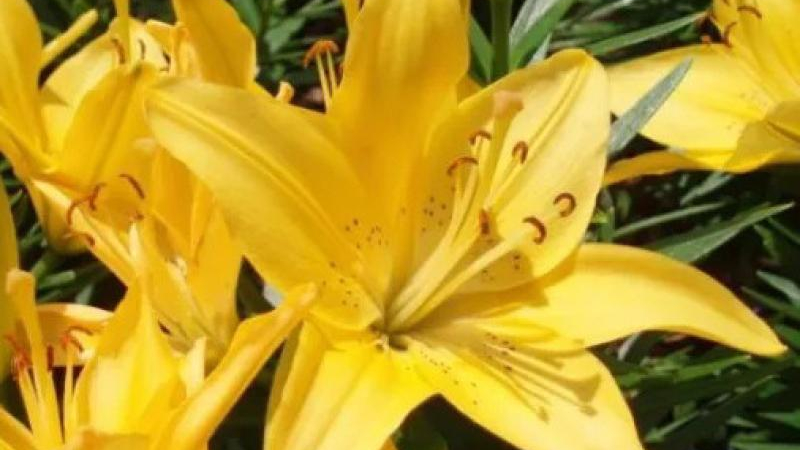 Prohíben el ingreso del lirio amarillo en Corrientes