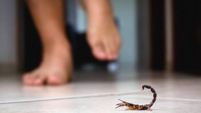 El calor y la humedad, condiciones perfectas para la proliferación de alacranes