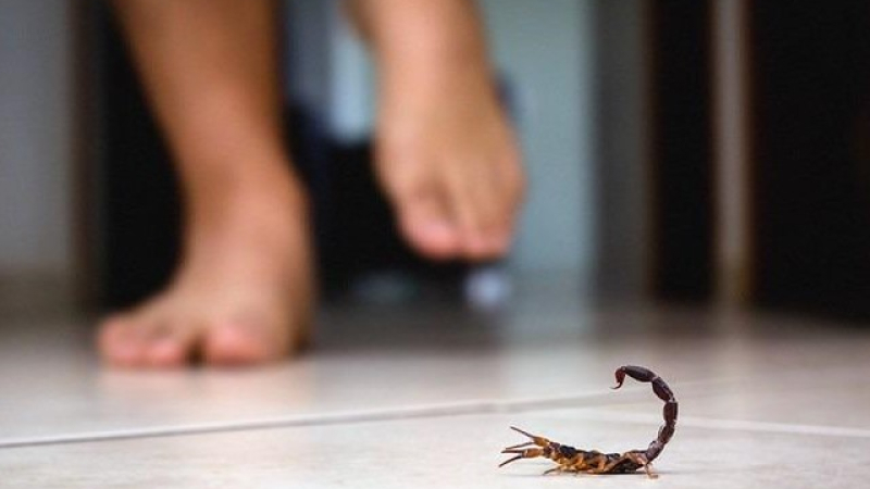 El calor y la humedad, condiciones perfectas para la proliferación de alacranes