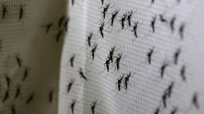 Alarma por una nueva invasión de mosquitos en Buenos Aires: por qué se producen