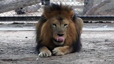 La muerte de un león de más de 25 años reaviva fuertes polémicas
