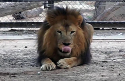 La muerte de un león de más de 25 años reaviva fuertes polémicas