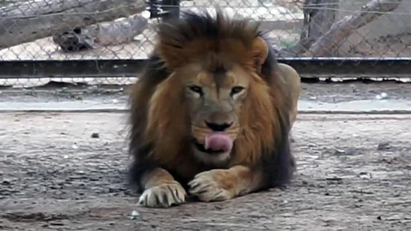 La muerte de un león de más de 25 años reaviva fuertes polémicas