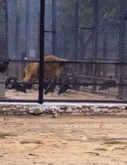 zoo2.jpg