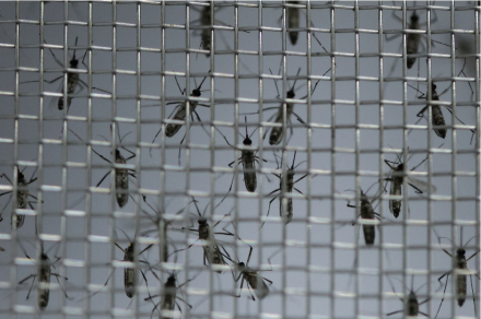 mosquitero.jpg