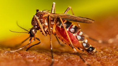 Dengue sin freno: Aumento exponencial de casos, récord históricos y alerta para los próximos meses