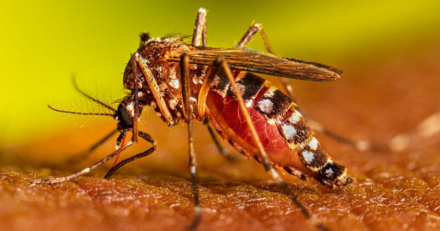 dengue.jpg