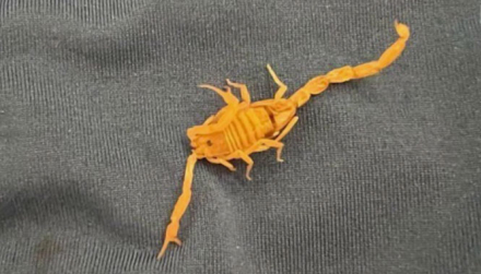 escorpion2.jpg