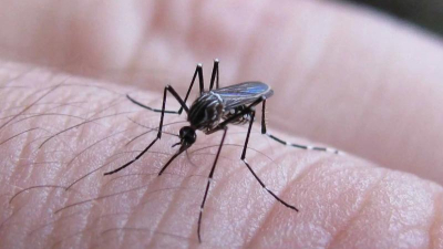 Dengue: la Argentina superaría la cifra de muertes de la temporada anterior