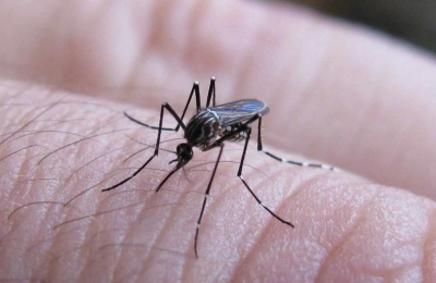 Dengue: la Argentina superaría la cifra de muertes de la temporada anterior