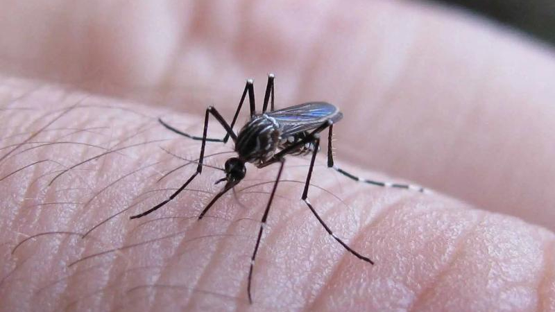 Dengue: la Argentina superaría la cifra de muertes de la temporada anterior