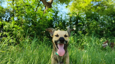 Un perro callejero busca familia 🐕