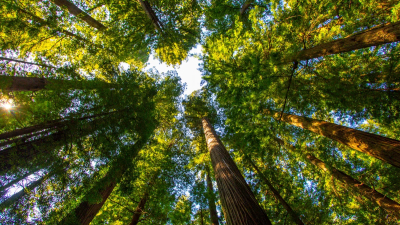 Día Internacional de los Bosques: en busca de acción y soluciones para un mundo mejor