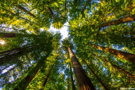 bosques02.jpg