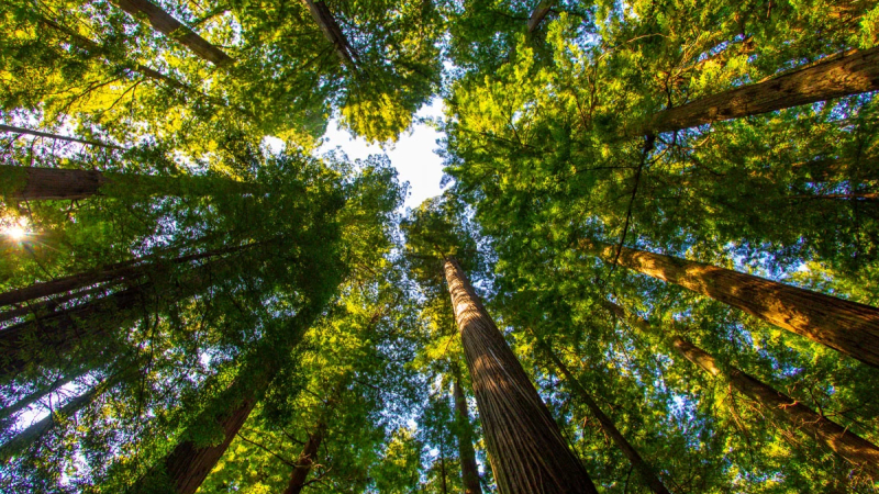 Día Internacional de los Bosques: en busca de acción y soluciones para un mundo mejor