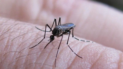 Organización Panamericana de la Salud habla de ola "histórica" de dengue