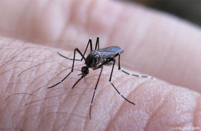 Organización Panamericana de la Salud habla de ola "histórica" de dengue