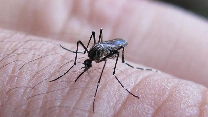 Organización Panamericana de la Salud habla de ola "histórica" de dengue