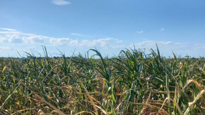 Ola de calor y chicharrita, los enemigos de la soja y el maíz