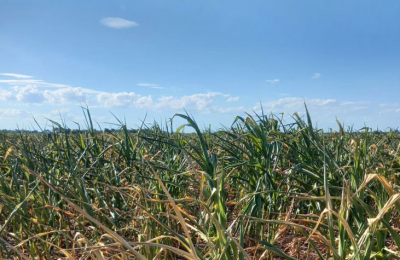 Ola de calor y chicharrita, los enemigos de la soja y el maíz