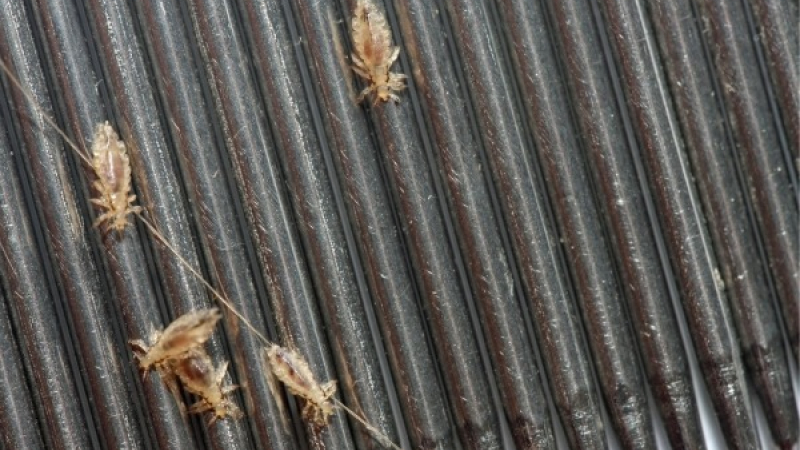 Estrategias efectivas para combatir la pediculosis en casa