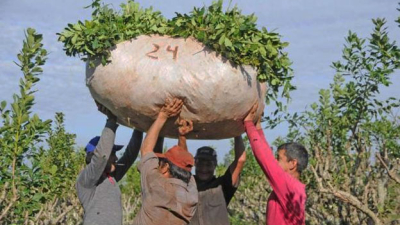 La Cámara Federal de Posadas suspendió la desregulación de la yerba