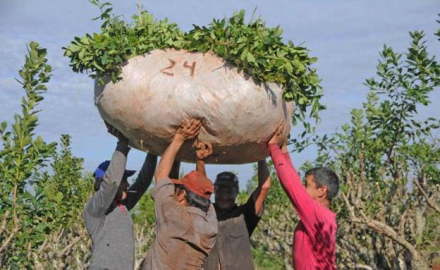 yerba2.jpg