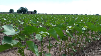 Hoy se hará una jornada a campo sobre algodón