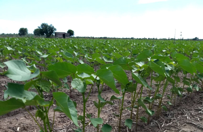 Hoy se hará una jornada a campo sobre algodón