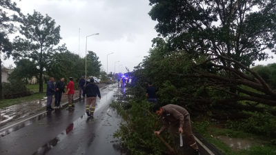 Violento temporal en Selvas del Río de Oro dejó árboles caídos y calles anegadas