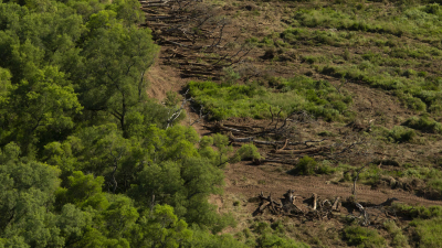 Preocupación de científicos por la forma propuesta para actualizar el Ordenamiento de Bosques Nativos