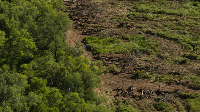 Preocupación de científicos por la forma propuesta para actualizar el Ordenamiento de Bosques Nativos